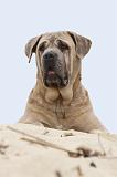 CANE CORSO 604